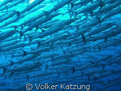 Barracudas by Volker Katzung 
